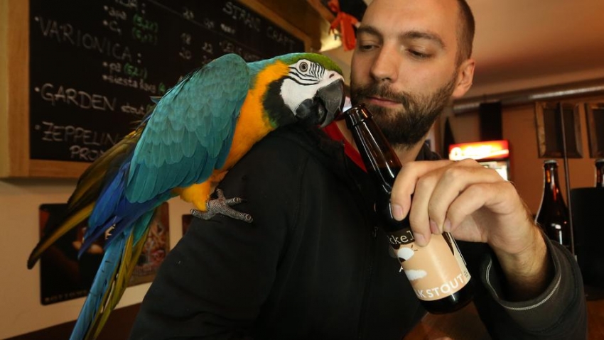 Konobar s krilima oduševljava goste