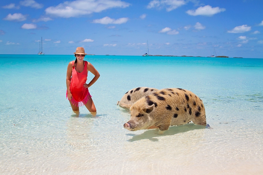 Stanovnici Bahama apeluju: Turisti, ne dajte svinjama hranu za ljude!