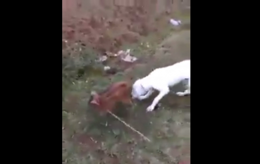 VIDEO – Kažite nam poznajete li ove krvoloke: Psa tjeraju da napada mladunče svinje!