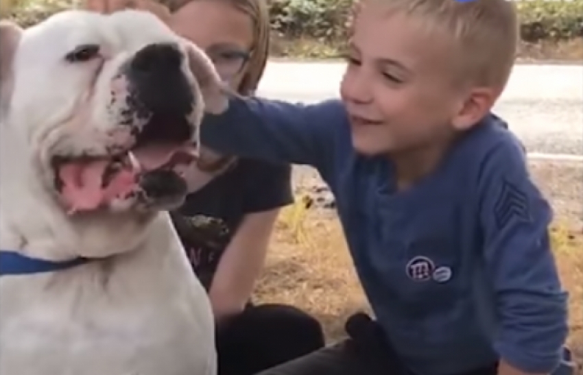 VIDEO: Dirljiva priča dJečaka koji je spasao 646 pasa