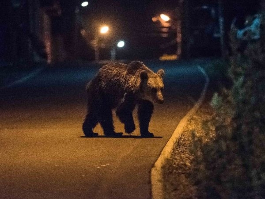 VIDEO – Rumunija: Medvjedi šetali gradom tražeći hranu