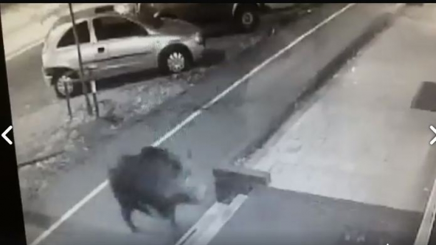 VIDEO: “Pomahnitala” divlja svinja šetala Novim Sadom i napala momka!