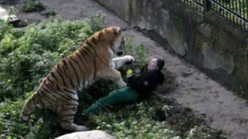 Tigar napao radnicu zoološkog vrta u Rusiji