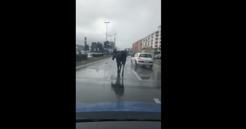 VIDEO – Konj zamalo skrivio udes: Vranac bez samara na podgoričkom kolovozu
