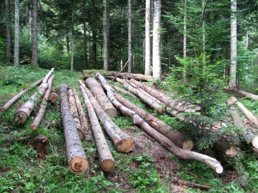 Mojkovčanin osumnjičen da je Upravi za šume nanio štetu od oko 43.000 eura