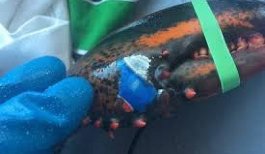 U Atlantskom okeanu pronađen jastog sa oznakom Pepsija