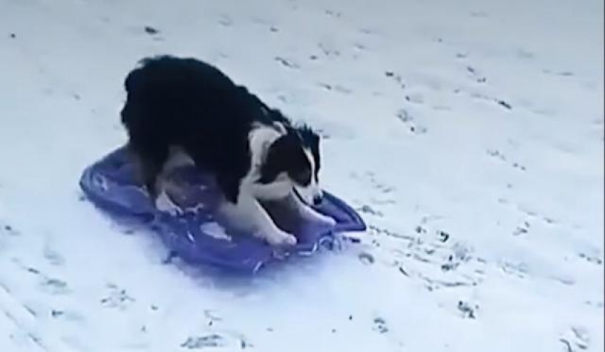VIDEO – Sanke nijesu rezervisane samo za ljude, to dokazuje ovaj pas!