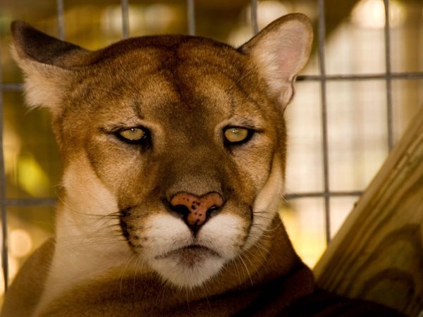 KRIVAC JE ČOVJEK: Istočna američka puma proglašena IZUMRLOM vrstom