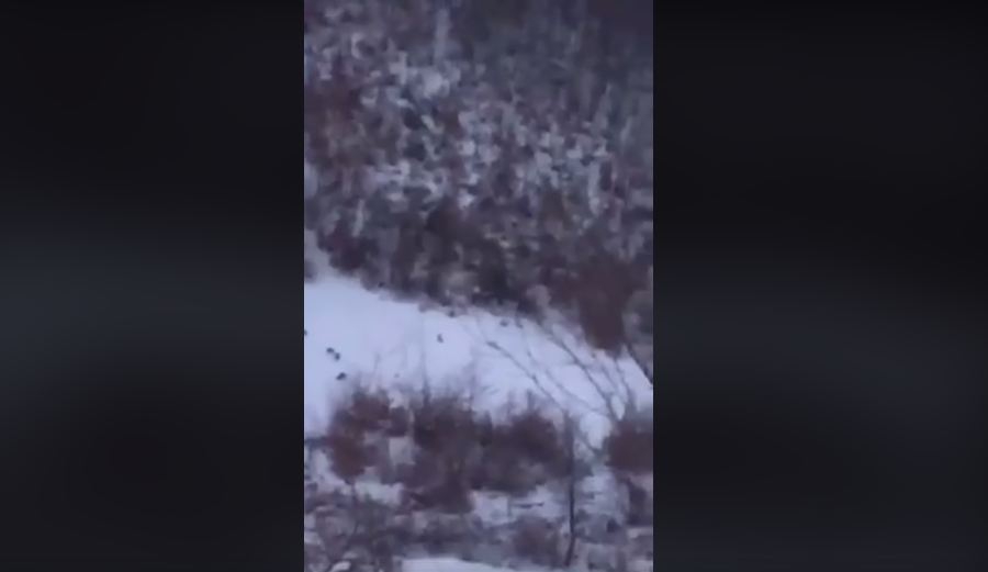VIDEO – Čopor vukova hara Gusinjem usred bijela dana?