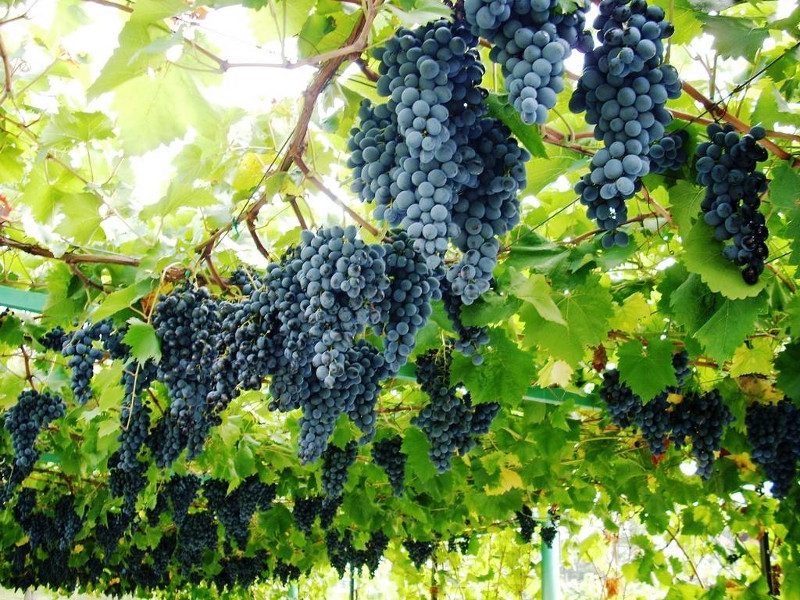 Objavljen javni poziv za dodjelu podrške investicijama u vinogradarstvu i vinarstvu