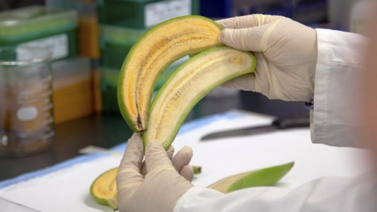 Stvorena nova vrsta banana