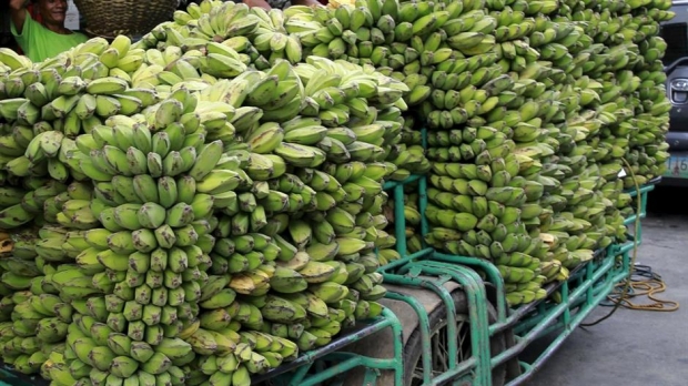 U Albaniji zaplijenjeno 613 kilograma kokaina u kontejneru banana
