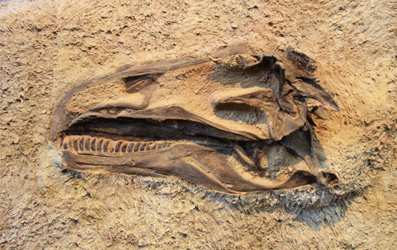 U Egiptu otkriveni ostaci nepoznate vrste dinosaurusa