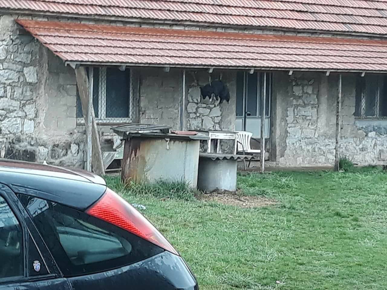 Monstruozno: U Nikšiću obješen pas