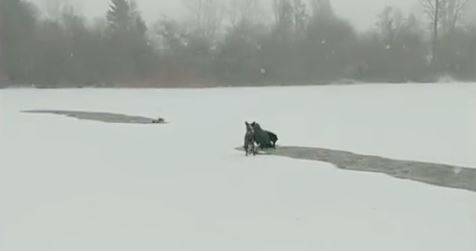 VIDEO – Rukama kidala komade leda: Žena skočila u vodu da bi spasila psa