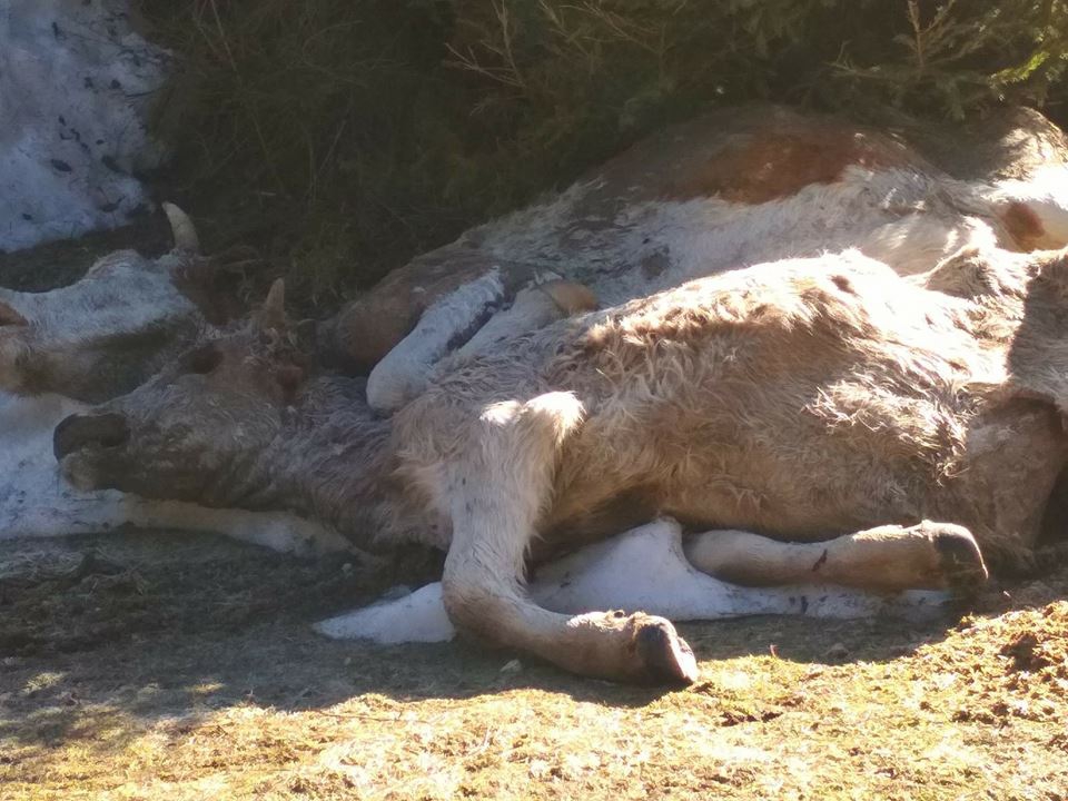 Dvije mrtve krave bacili u Ćehotinu