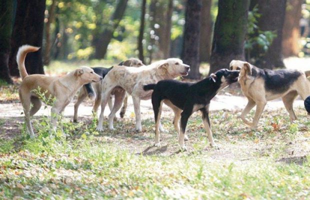 Bijelo Polje: Psi lutalice poharali stado ovaca