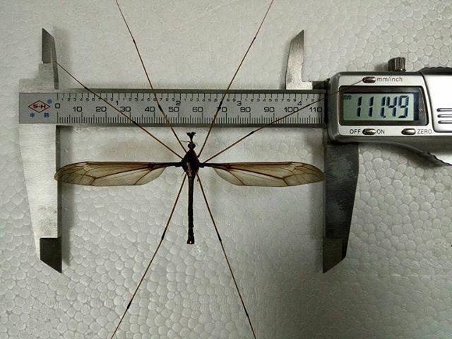 Domaći komarci su užasni, a tek da vidite ovo čudovište od 11 cm