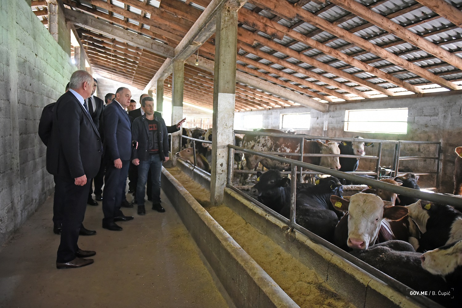 Farmer iz Nikšića: Razmišljam i o prodaji stoke