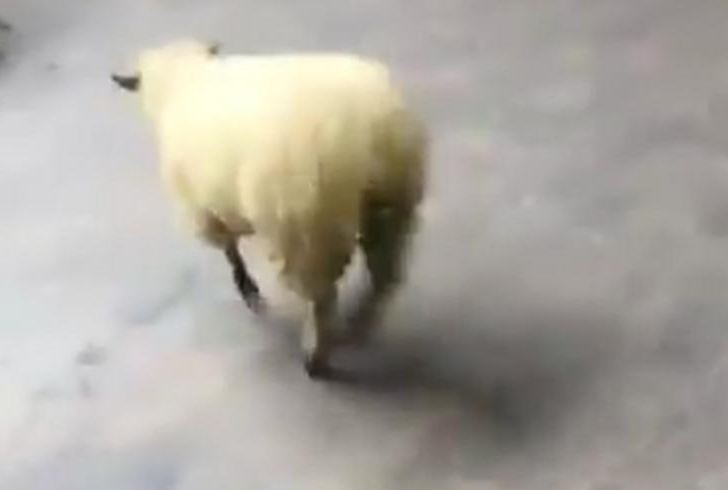 VIDEO – Ovo se desi kad STADO OVACA uđe u PRODAVNICU!