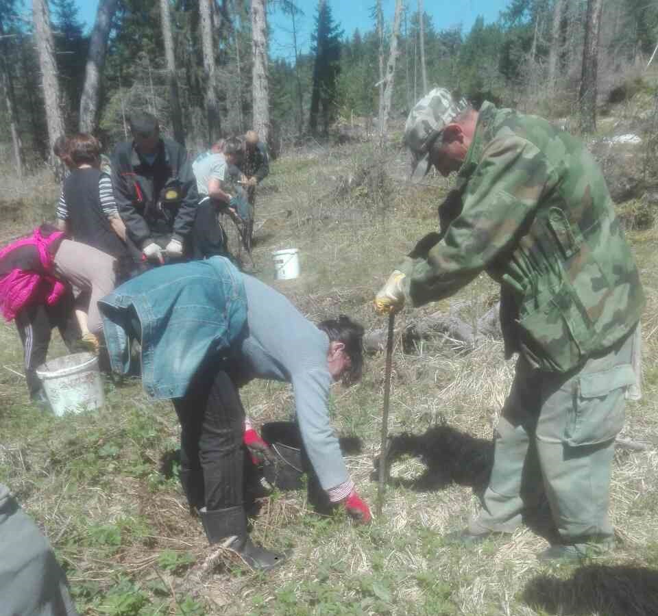 Pošumljavanje u toku, predviđena sadnja više od 370 hiljada sadnica četinara