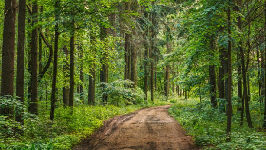 Do obnove šuma kroz novi model gazdovanja