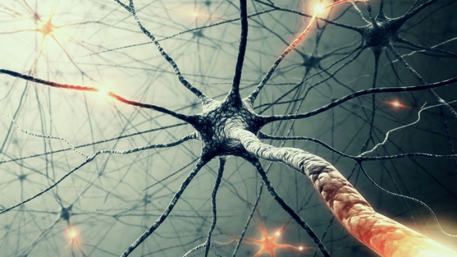 Da li se mozak ipak regeneriše ili neuroni zauvijek prestaju da se proizvode?