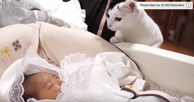 VIDEO – Znatiželjne mace prvi put upoznaju svoje malene vlasnike