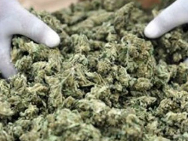Standard saznaje: Preko Božaja htio da prošvercuje 100 kilograma skanka