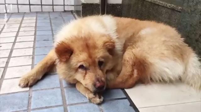 VIDEO: Ovaj pas svakog dana čeka svog vlasnika ispred metroa 12 sati