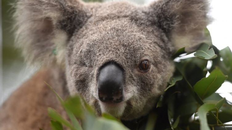 Australija ulaže 35 miliona dolara za zaštitu koala