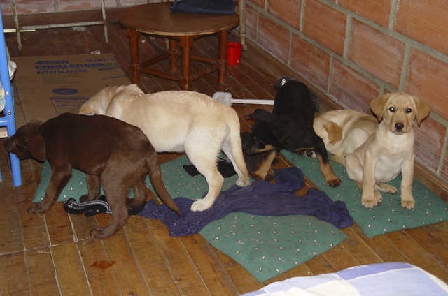 Veterinar pretvarao pse u “kurire”: Ušivao u štenad pakete heroina za izvoz