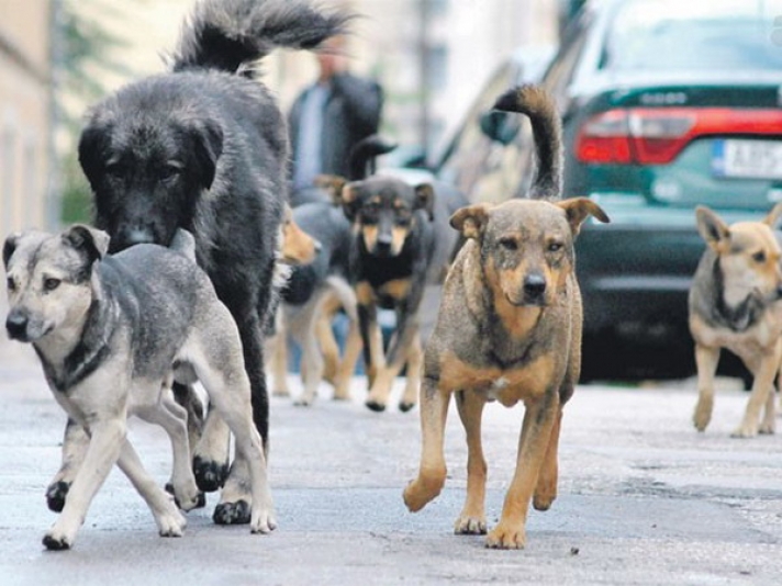 Čopori pasa napadaju građane na Zabjelu