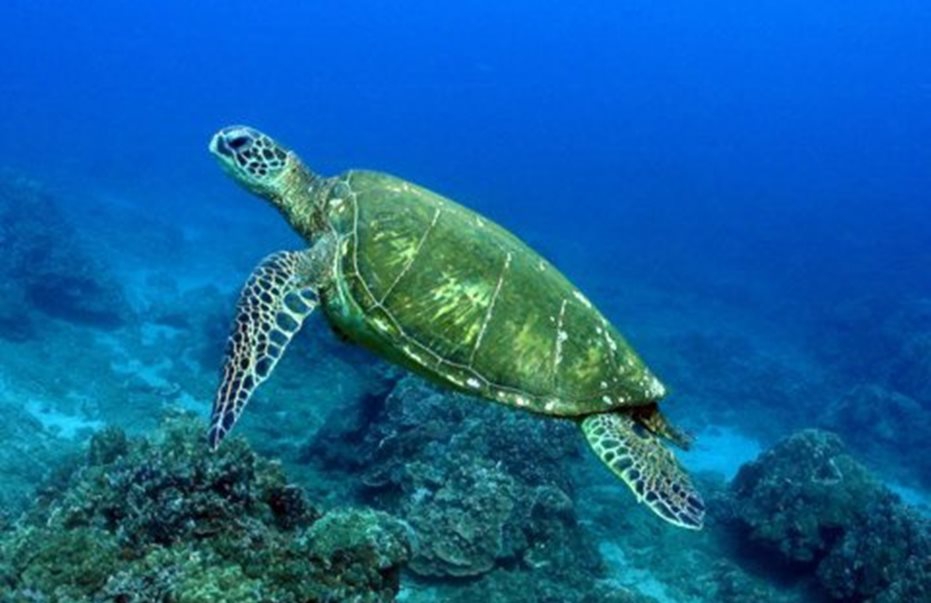 Pojavile su se prije dinosaurusa: Danas je međunarodni dan kornjača