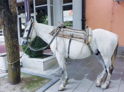 FOTO – Bjelopoljac svezao konja ispred Opštine