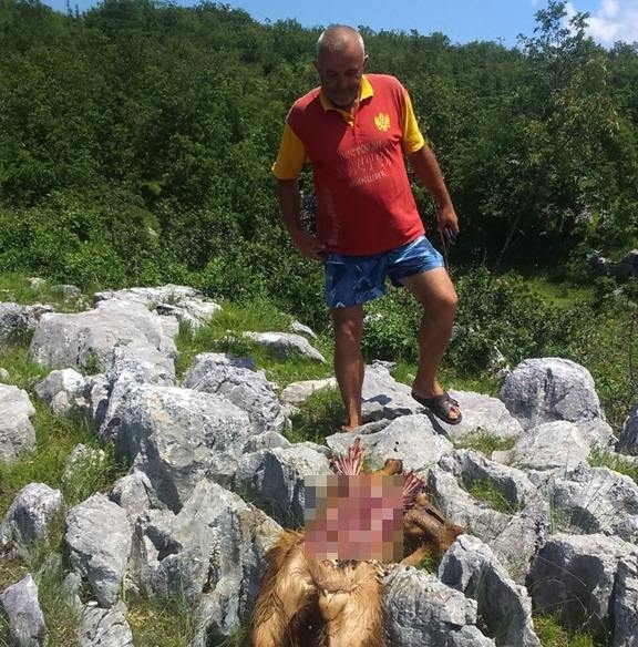 Nikšić: Baletićima vukovi desetkovali stado koza