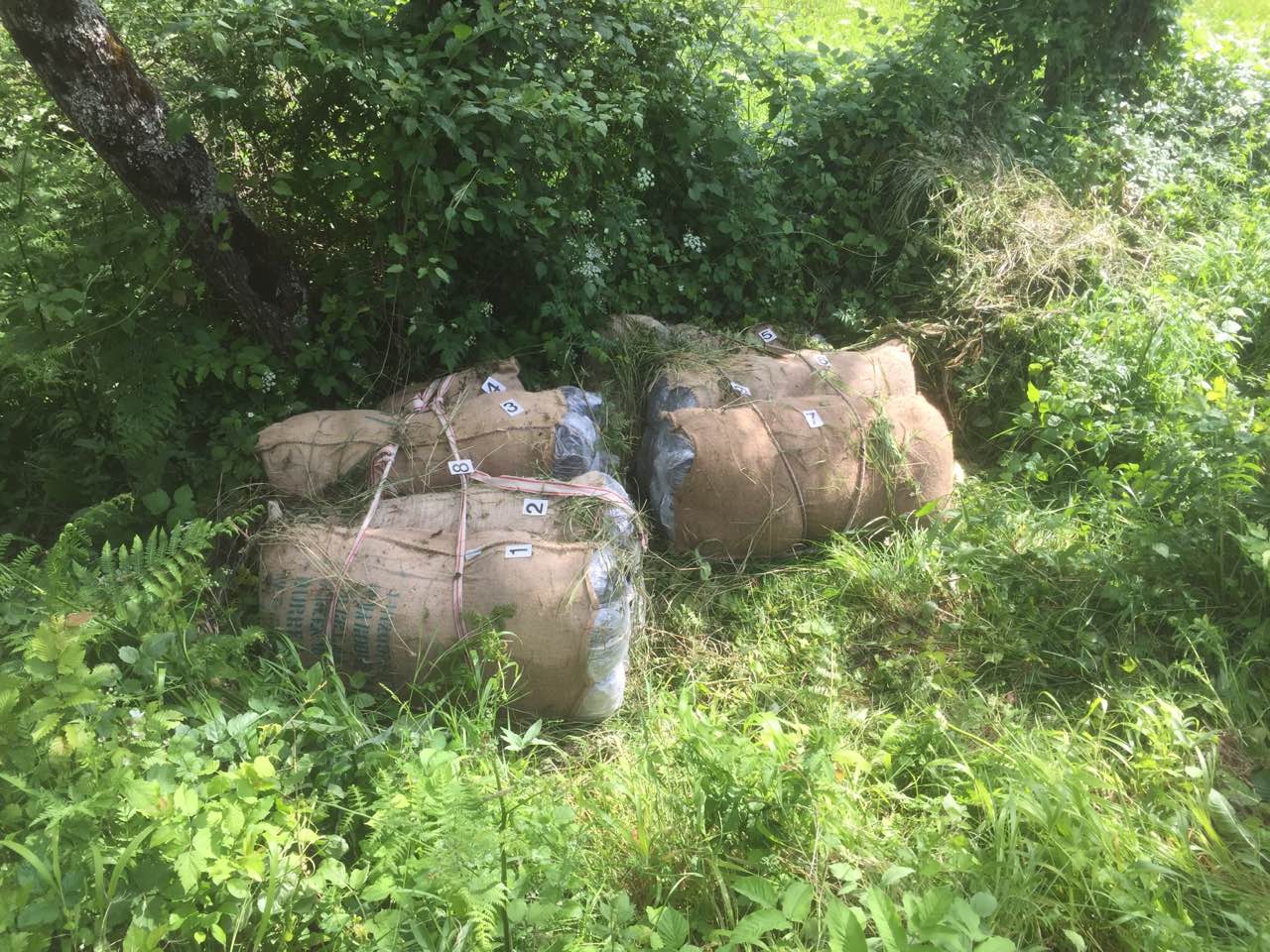 FOTO – Plav: Pronađeno oko 120 kilograma skanka