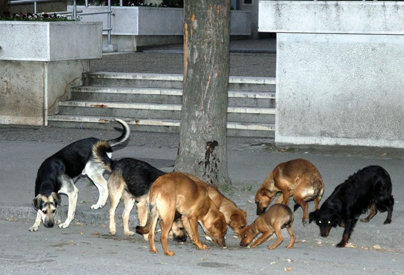 Psi za dva dana napali troje djece u Budvi