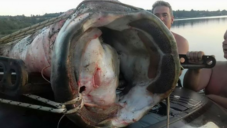 Som rekordne težine: Lukava riba od 117 kilograma varala pecaroše 30 godina