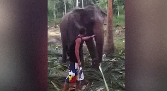 VIDEO: Slon katapultirao turistu na Tajlandu