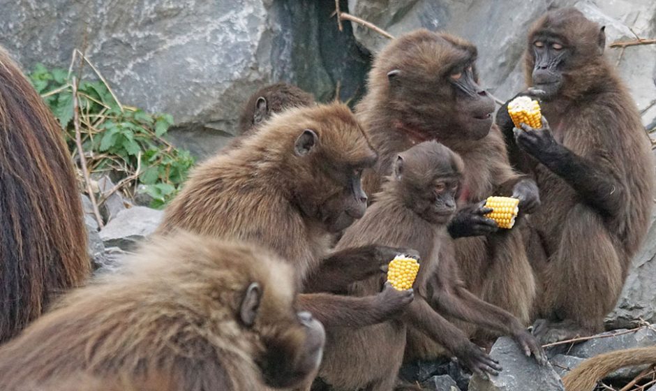 Da li nas životinje prestižu u evolucijskoj inteligenciji?