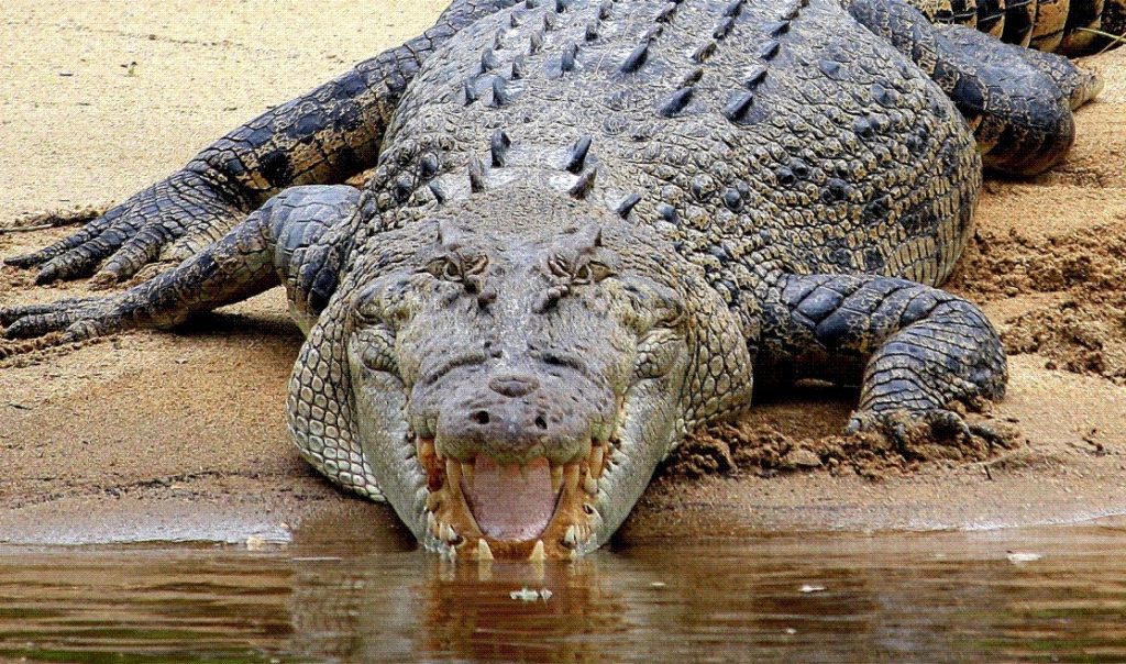 KROKODIL UBIO SVEŠTENIKA NA KRŠTENJU, pa POBJEGAO