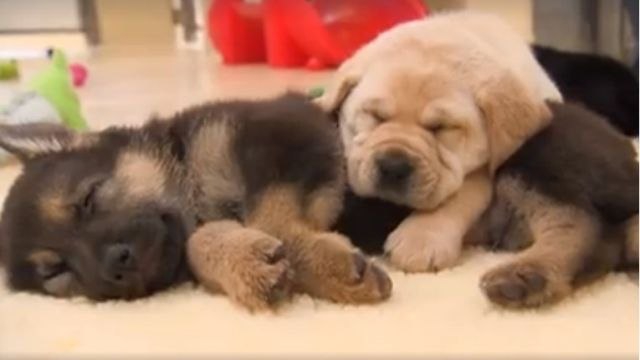 VIDEO – Bebi ovčar i labrador na zadatku: Jedan na oprezu, drugi spava snom pravednika