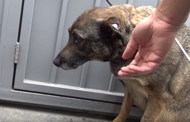VIDEO – Spasioci ove kučke nikada nisu čuli da pas tako plače!