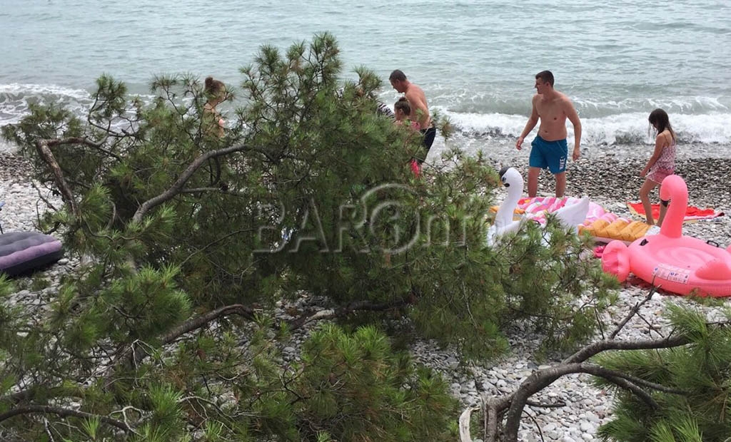 U Baru stablo palo na dvoje djece: Dječak zadobio težu povredu glave, djevojčica prelom ruke