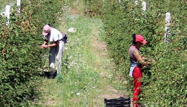 Plantažama potrebno još 800 radnika, dnevna zarada od 20 do 30 eura