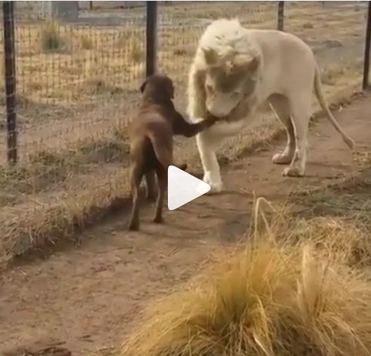 VIDEO – Lav uhvatio psa za šapu, a onda učinio nešto što ćete pamtiti zauvjek!
