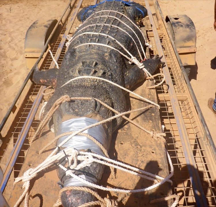 Nakon osam godina potrage uhvaćen krokodil od 600 kg