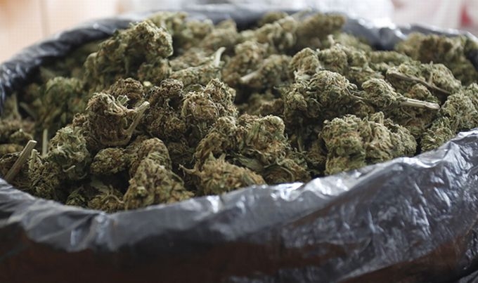 Pronađeno i odzeto oko kilogram marihuane, uhapšen Podgoričanin