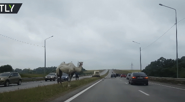 VIDEO – Iz cirkusa direkt na autoput: Kamila napravila haos u Moskvi